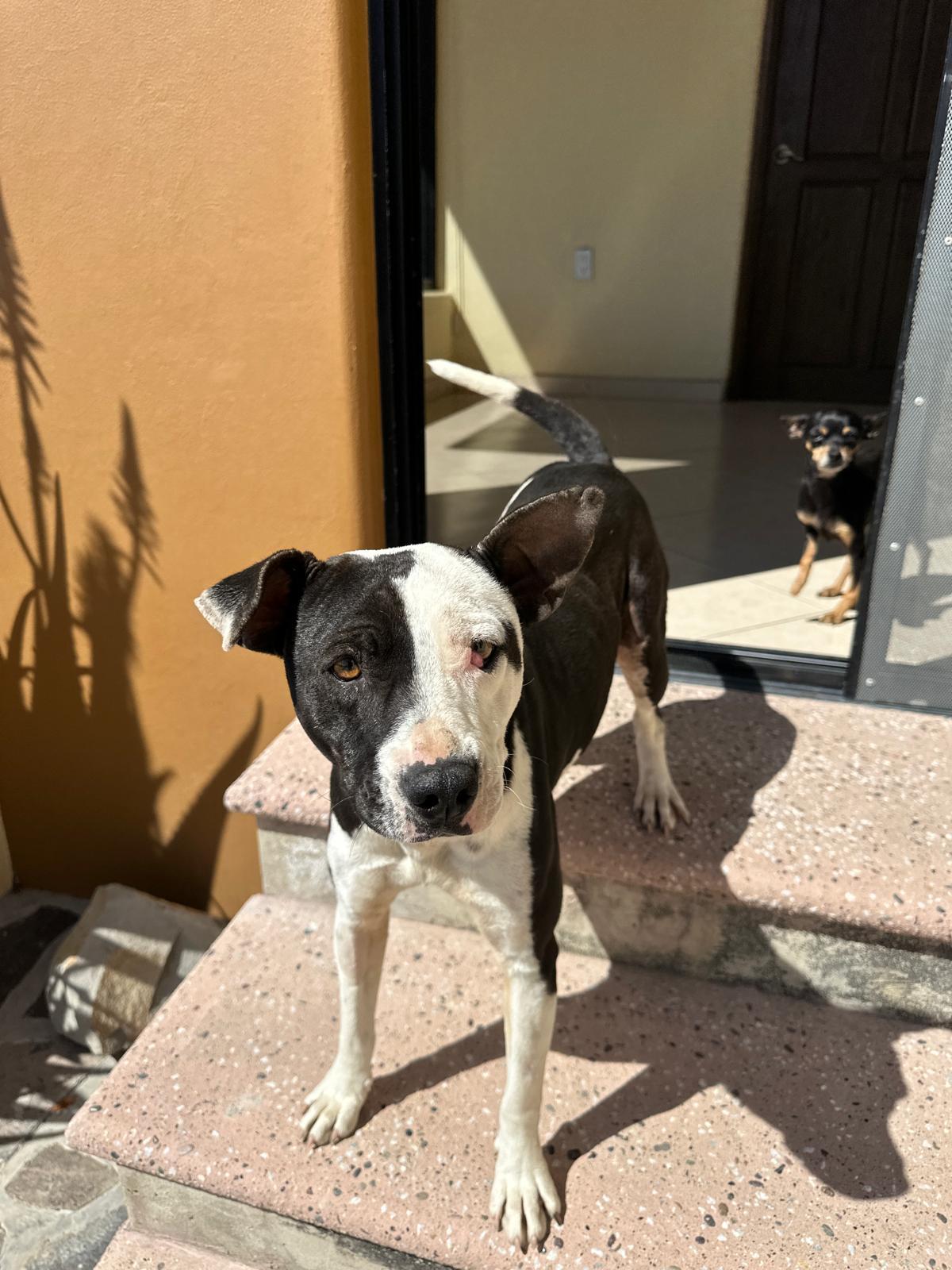 Ayla, a Adoptable mixed breed in Sherwood, OR image 3/6