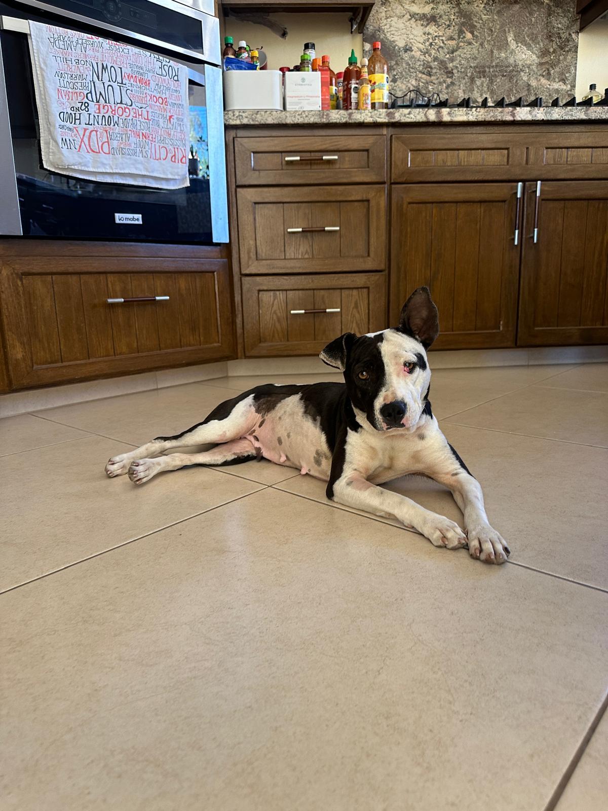 Ayla, a Adoptable mixed breed in Sherwood, OR image 4/6