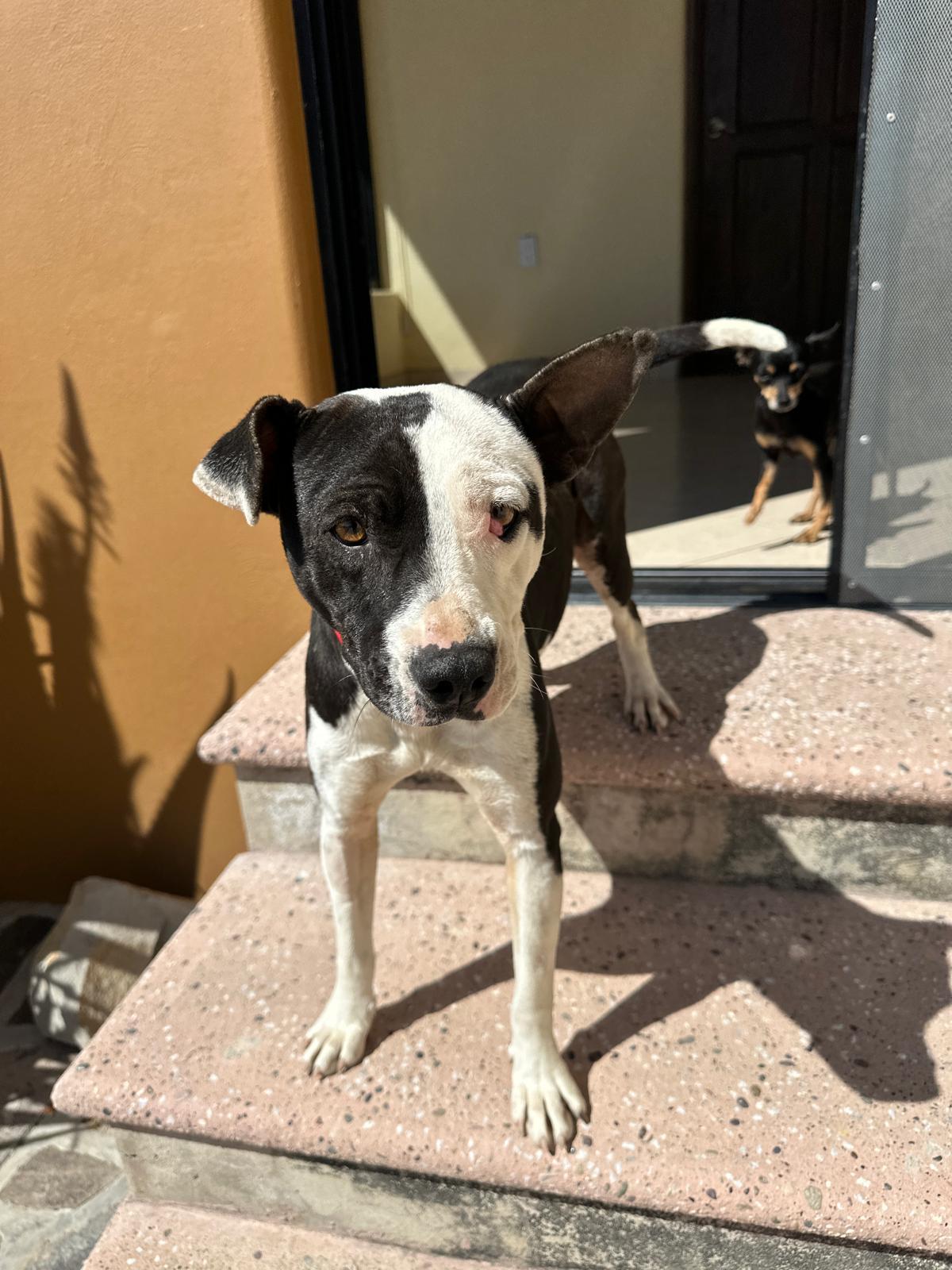 Ayla, a Adoptable mixed breed in Sherwood, OR image 6/6