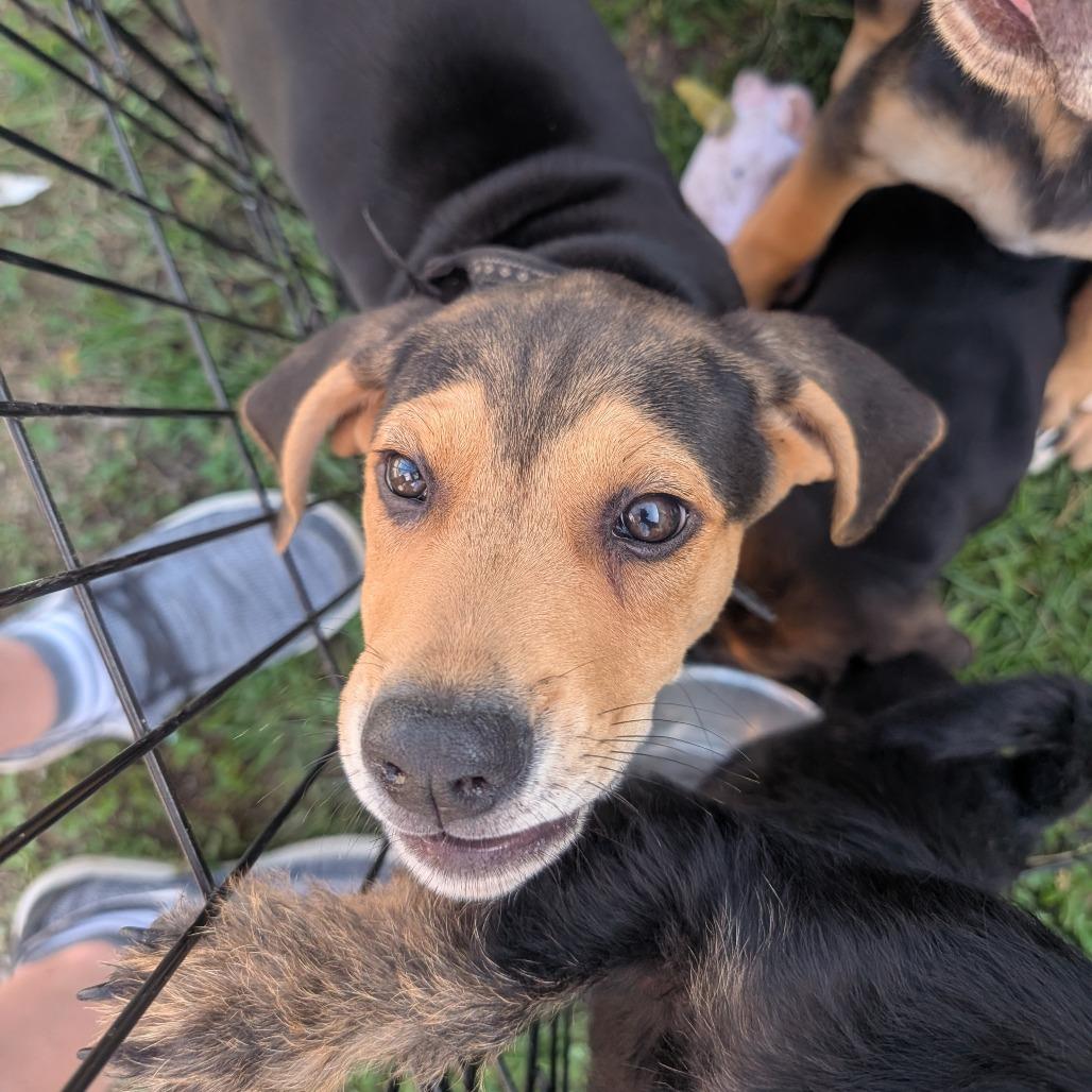 Luke, Adoptable, Puppy Male Beagle & Mixed Breed.