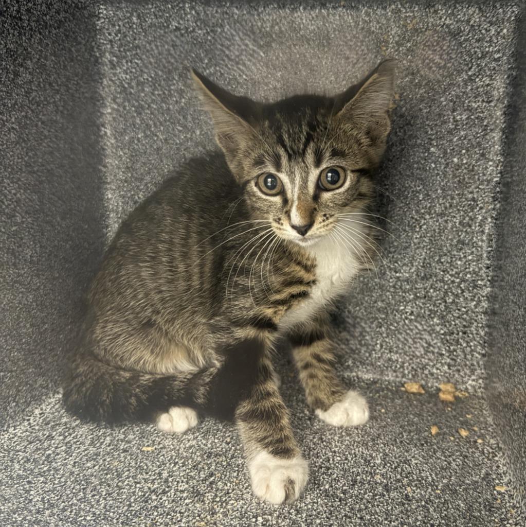 Cameron, a Adoptable mixed breed in Brenham, TX image 3/5