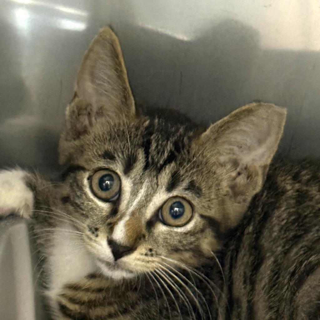 Cameron, Adoptable, Kitten Male Domestic Short Hair.