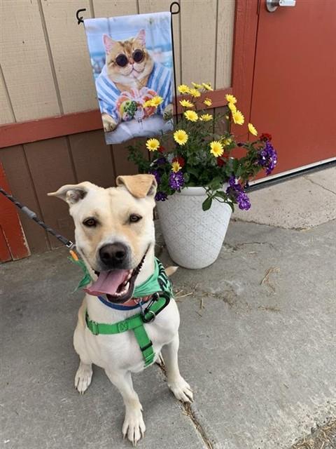 WILLIE, Adoptable, Young Male Labrador Retriever & Pit Bull Terrier.
