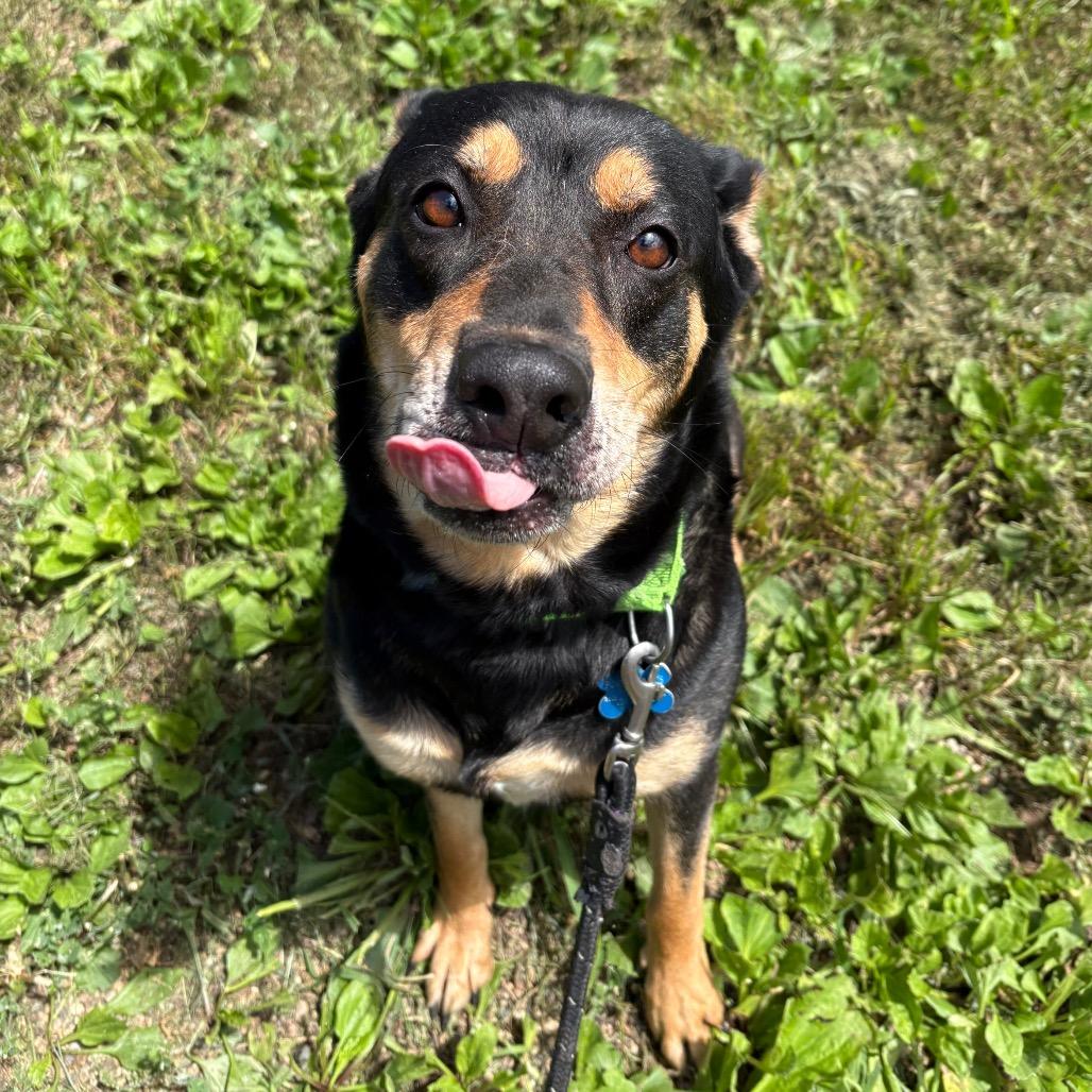 Santana, a Adoptable mixed breed in West Des Moines, IA image 1/4