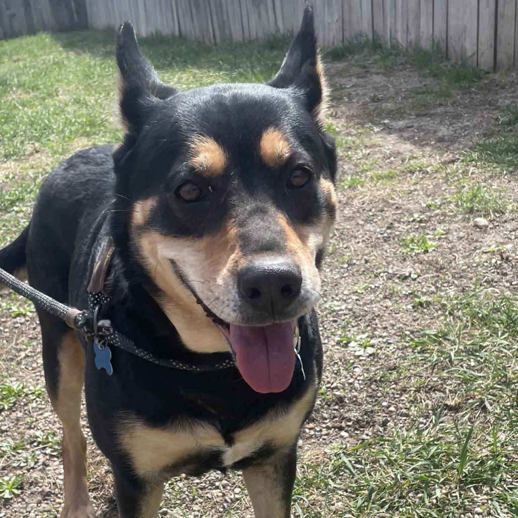 Santana, a Adoptable mixed breed in West Des Moines, IA image 2/4