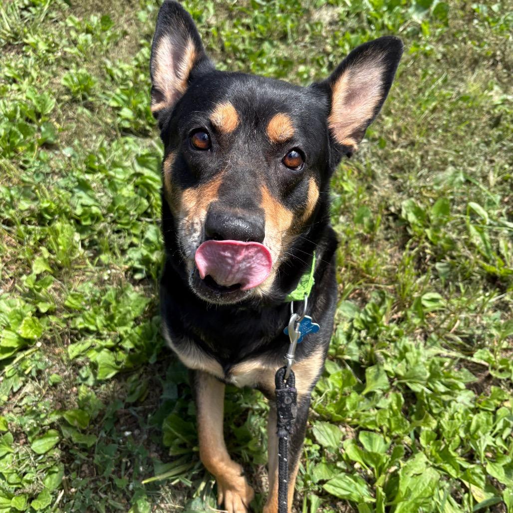 Santana, a Adoptable mixed breed in West Des Moines, IA image 3/4