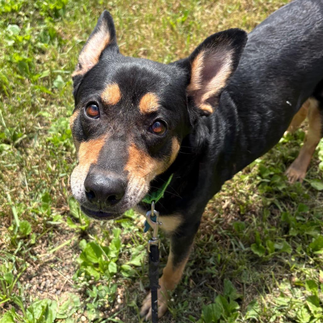 Santana, a Adoptable mixed breed in West Des Moines, IA image 4/4