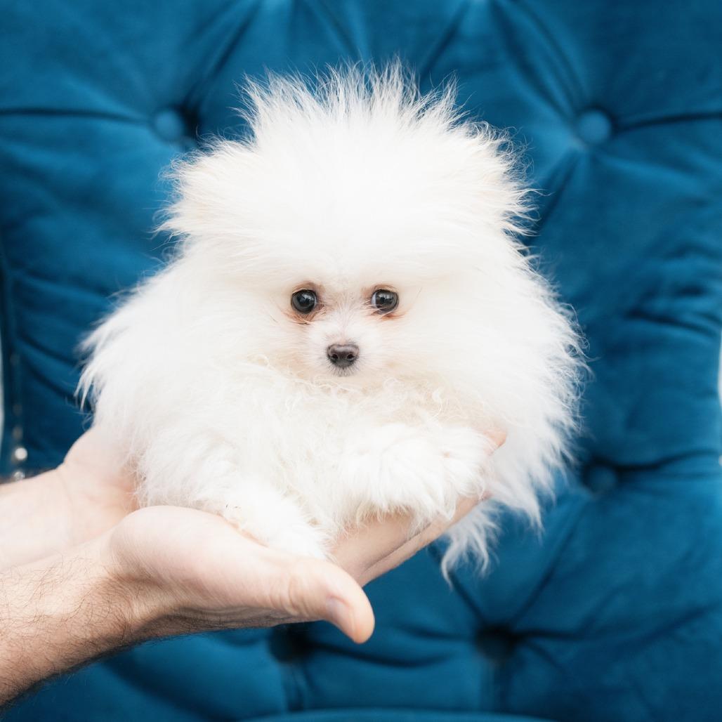 Focus , adopted, Puppy Male Pomeranian.