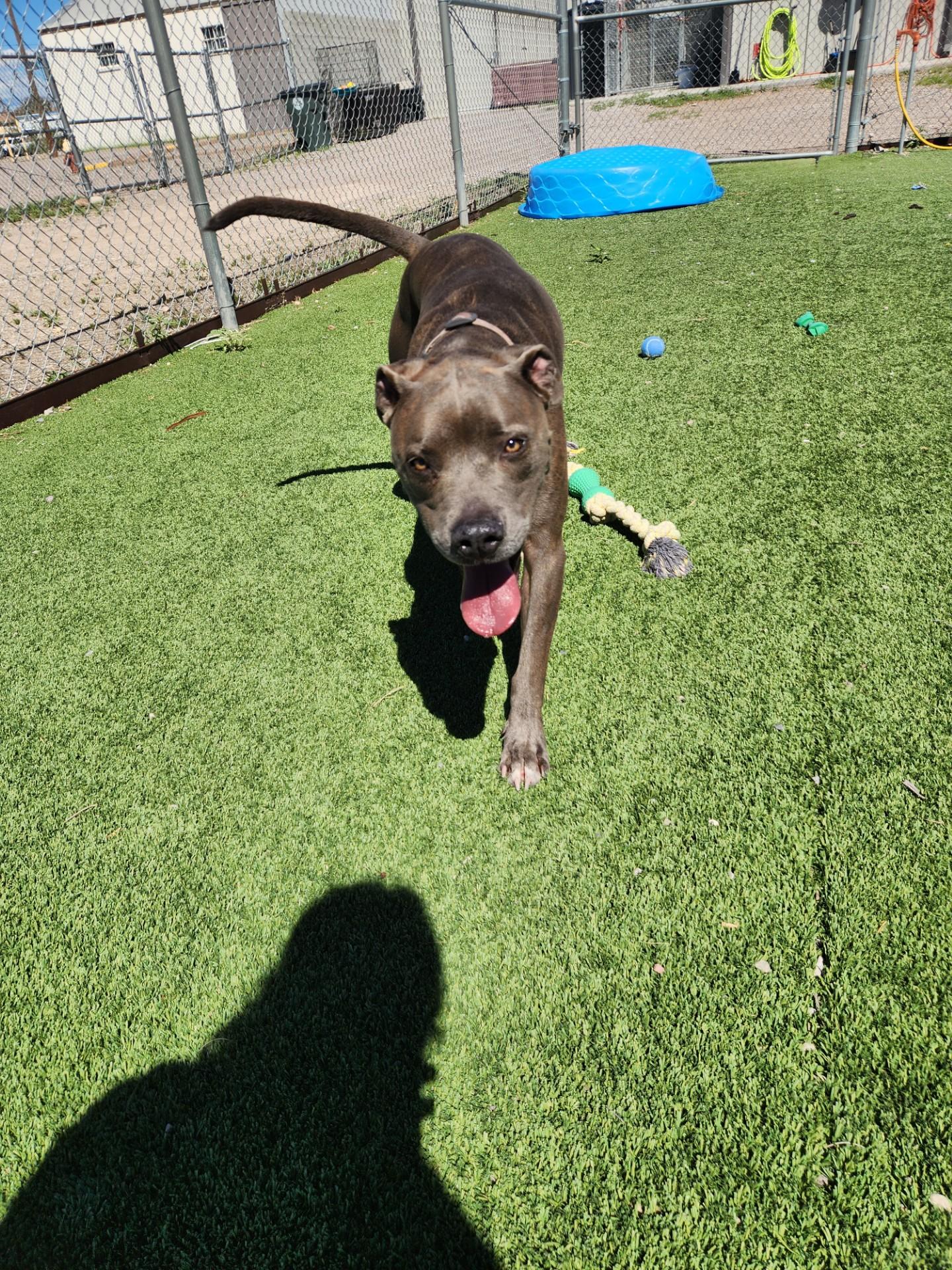 Enlarge Dozer, a Adoptable mixed breed in Truth or Consequences , NM image 3/3