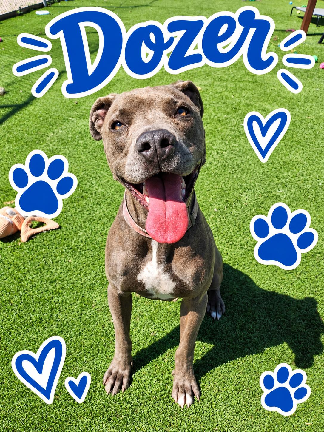 Dozer, Adoptable, Adult Male Pit Bull Terrier.