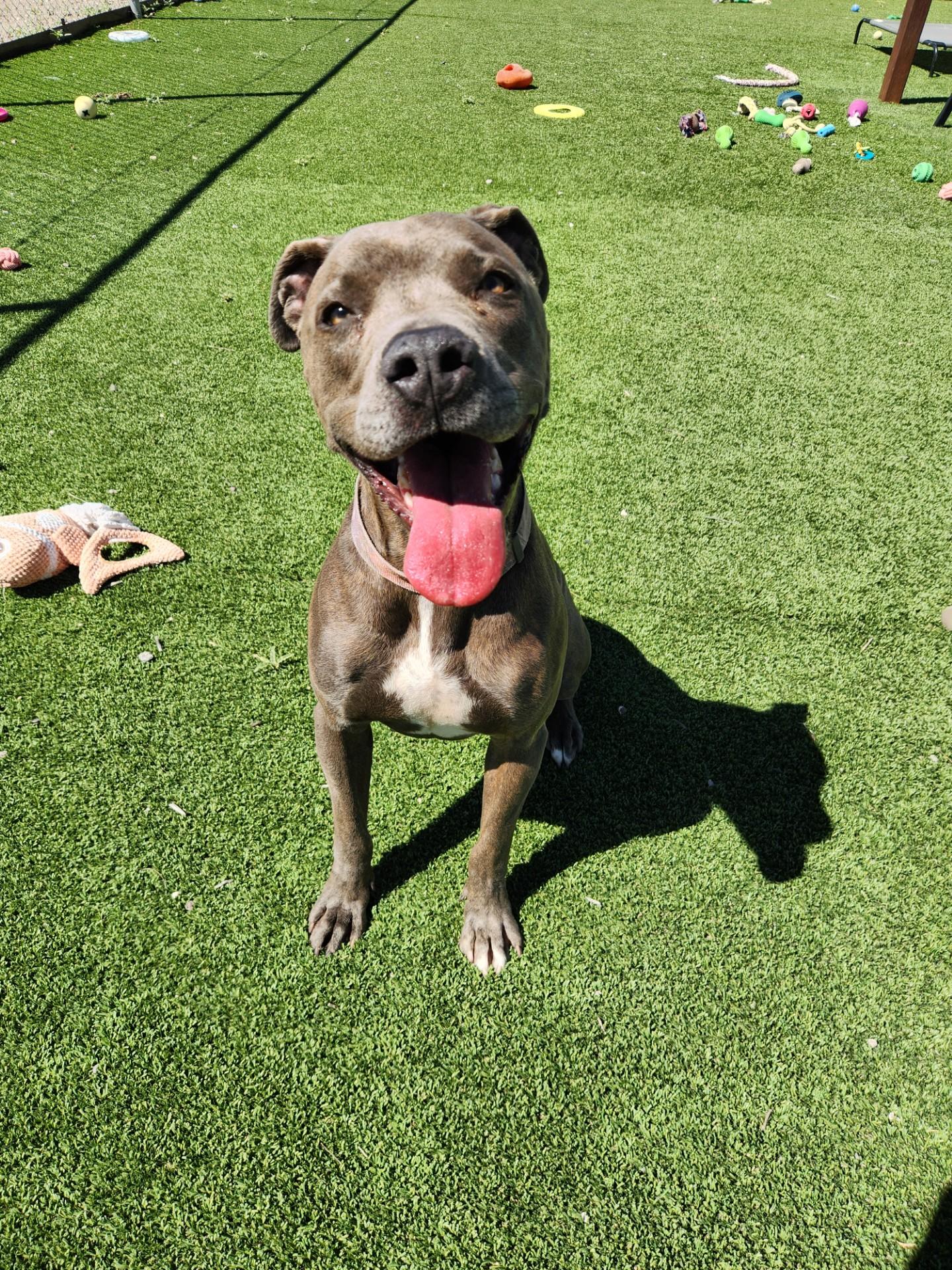 Enlarge Dozer, a Adoptable mixed breed in Truth or Consequences , NM image 2/3