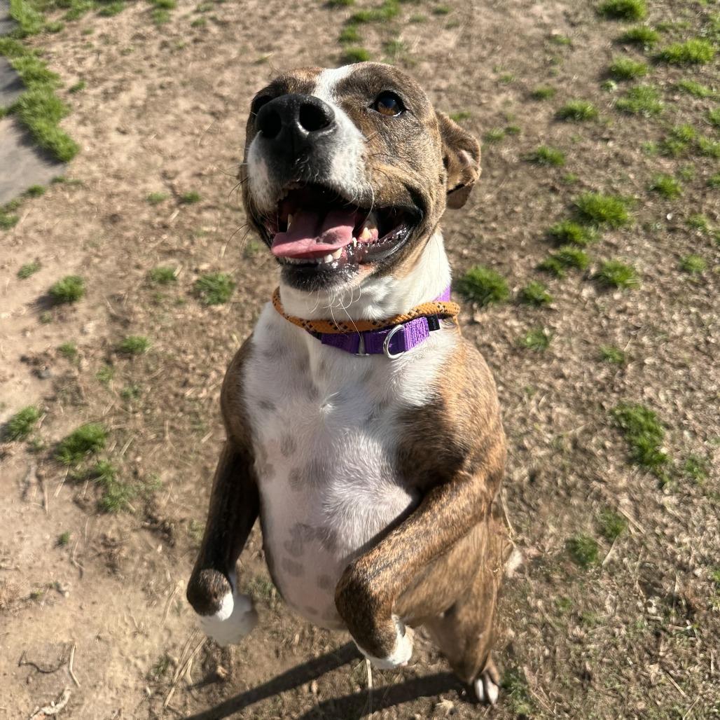 Journey, Adoptable, Adult Female Pit Bull Terrier.