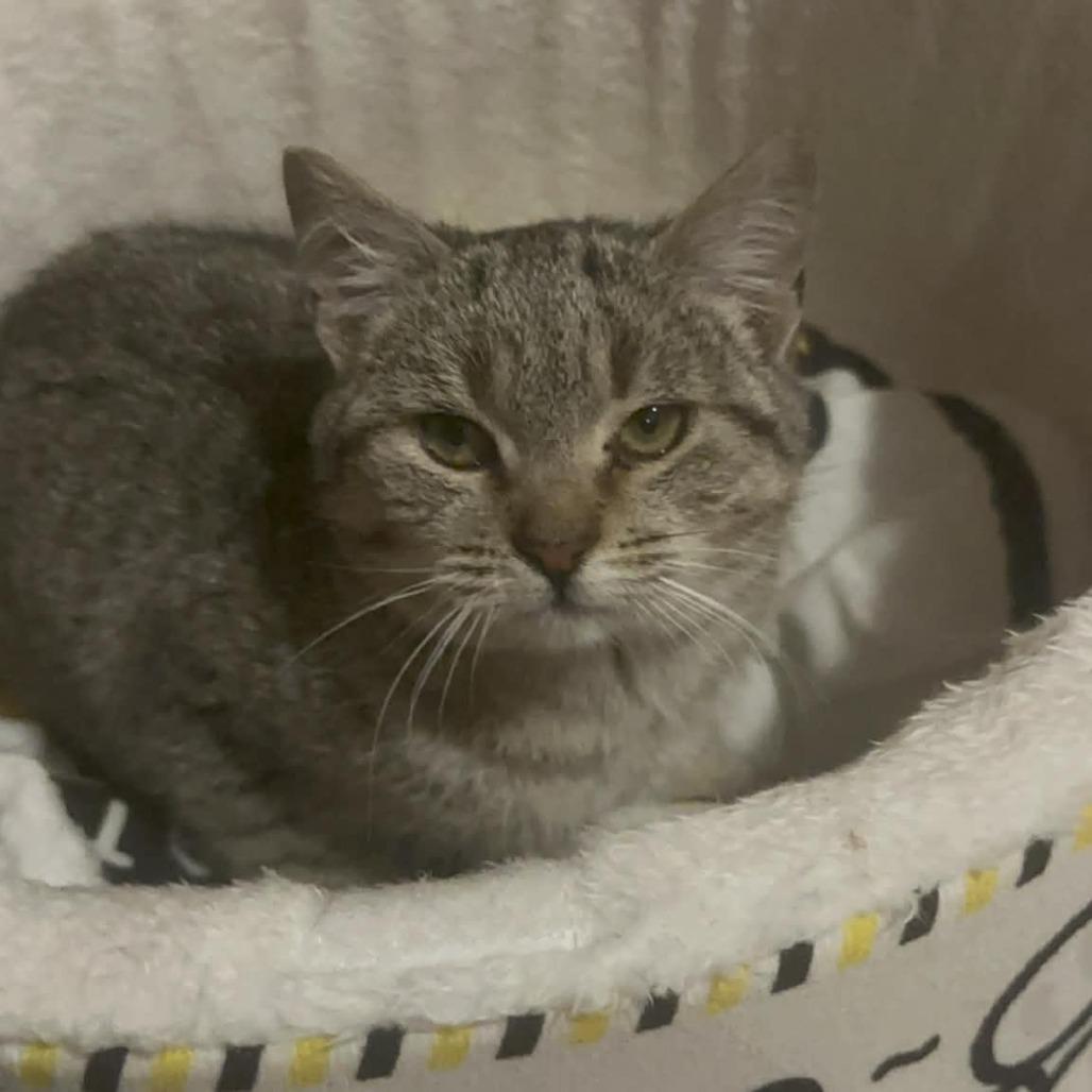 Enlarge Lego, a Adoptable Domestic Short Hair in Woodstock, VA image 1/6