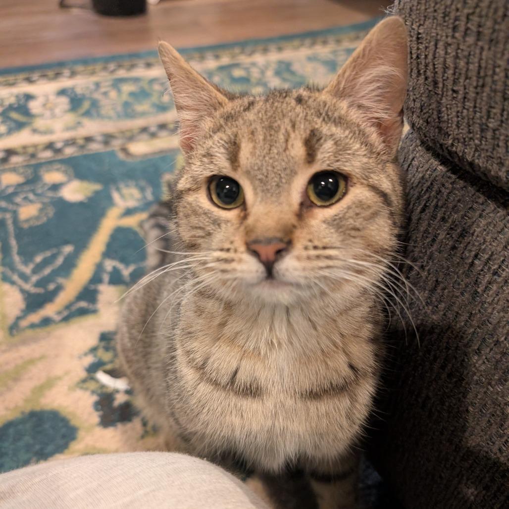 Enlarge Lego, a Adoptable Domestic Short Hair in Woodstock, VA image 3/6