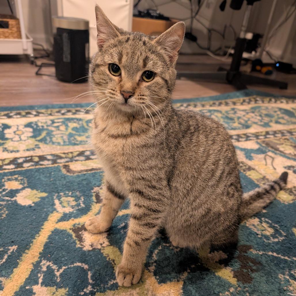 Enlarge Lego, a Adoptable Domestic Short Hair in Woodstock, VA image 4/6