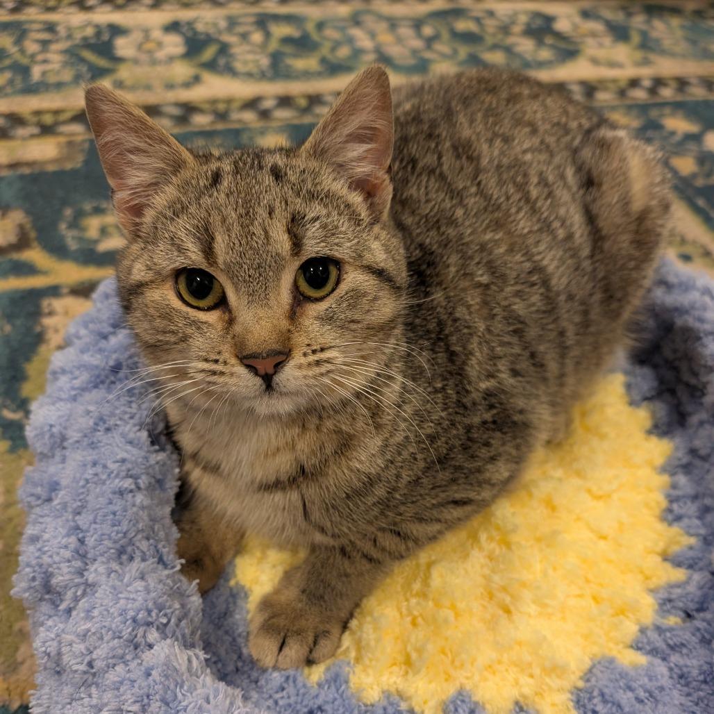Enlarge Lego, a Adoptable Domestic Short Hair in Woodstock, VA image 5/6