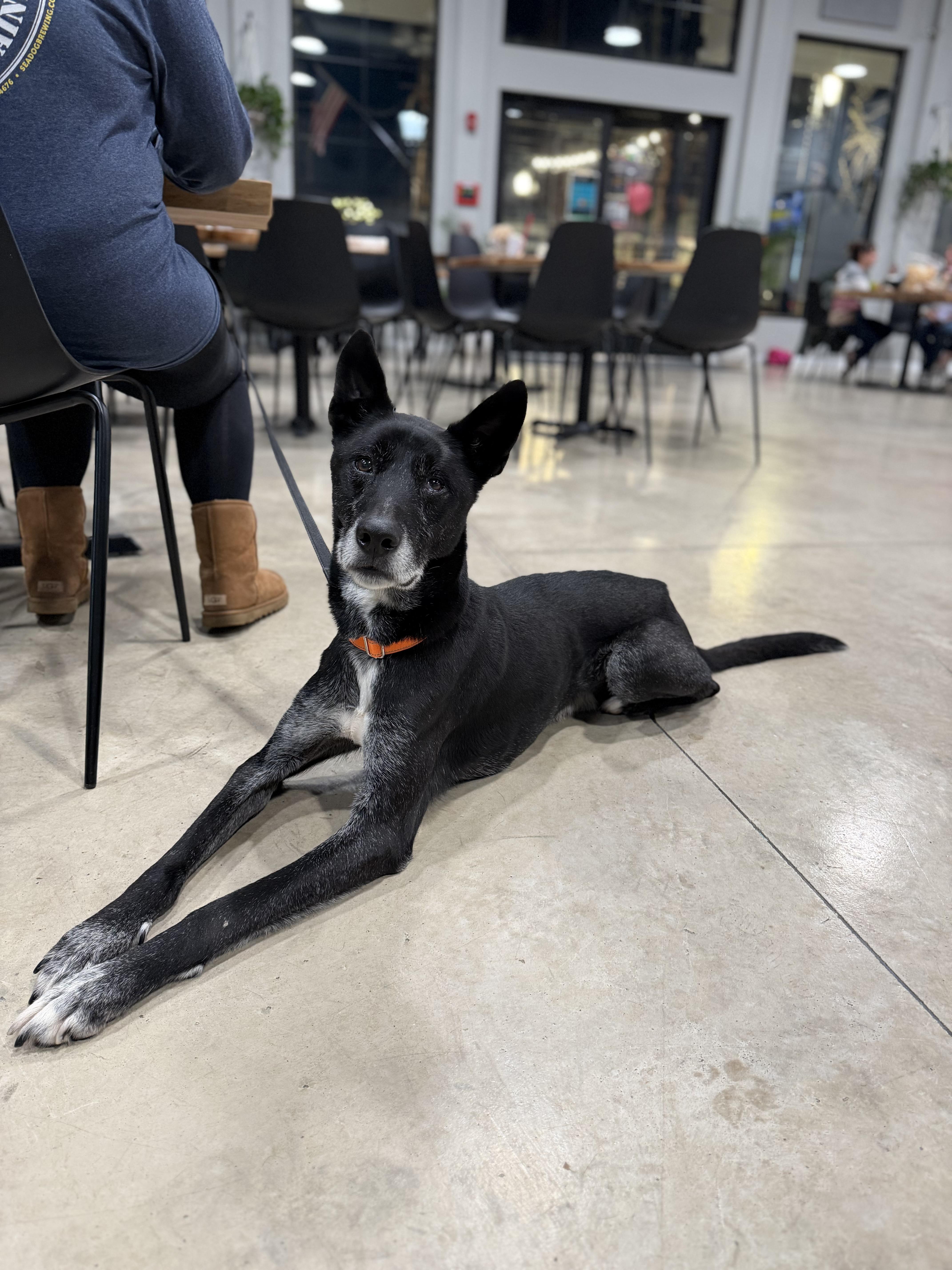 Chase, Adoptable, Senior Male Greyhound.