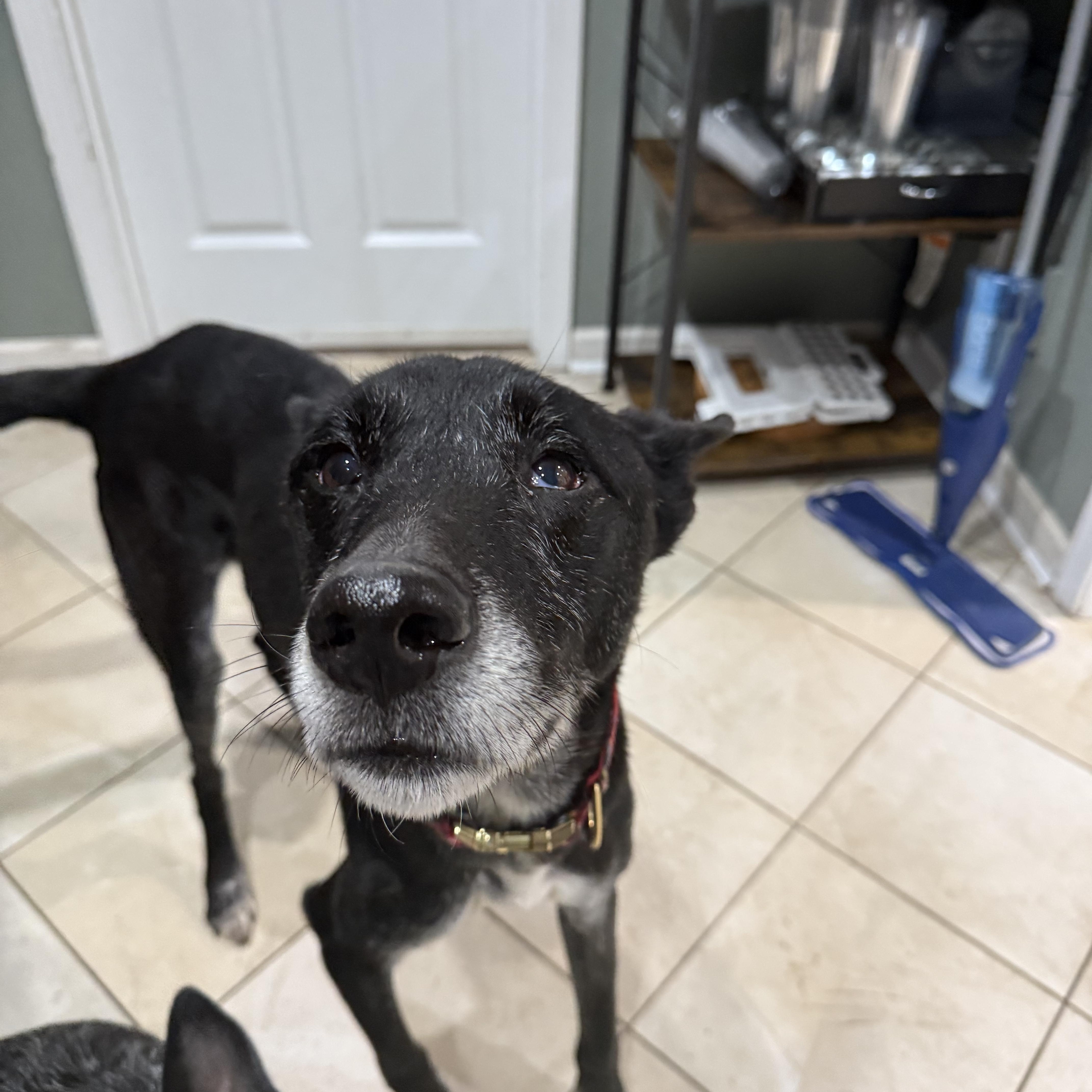 Enlarge Chase, a Adoptable mixed breed in Medford, NJ image 3/4