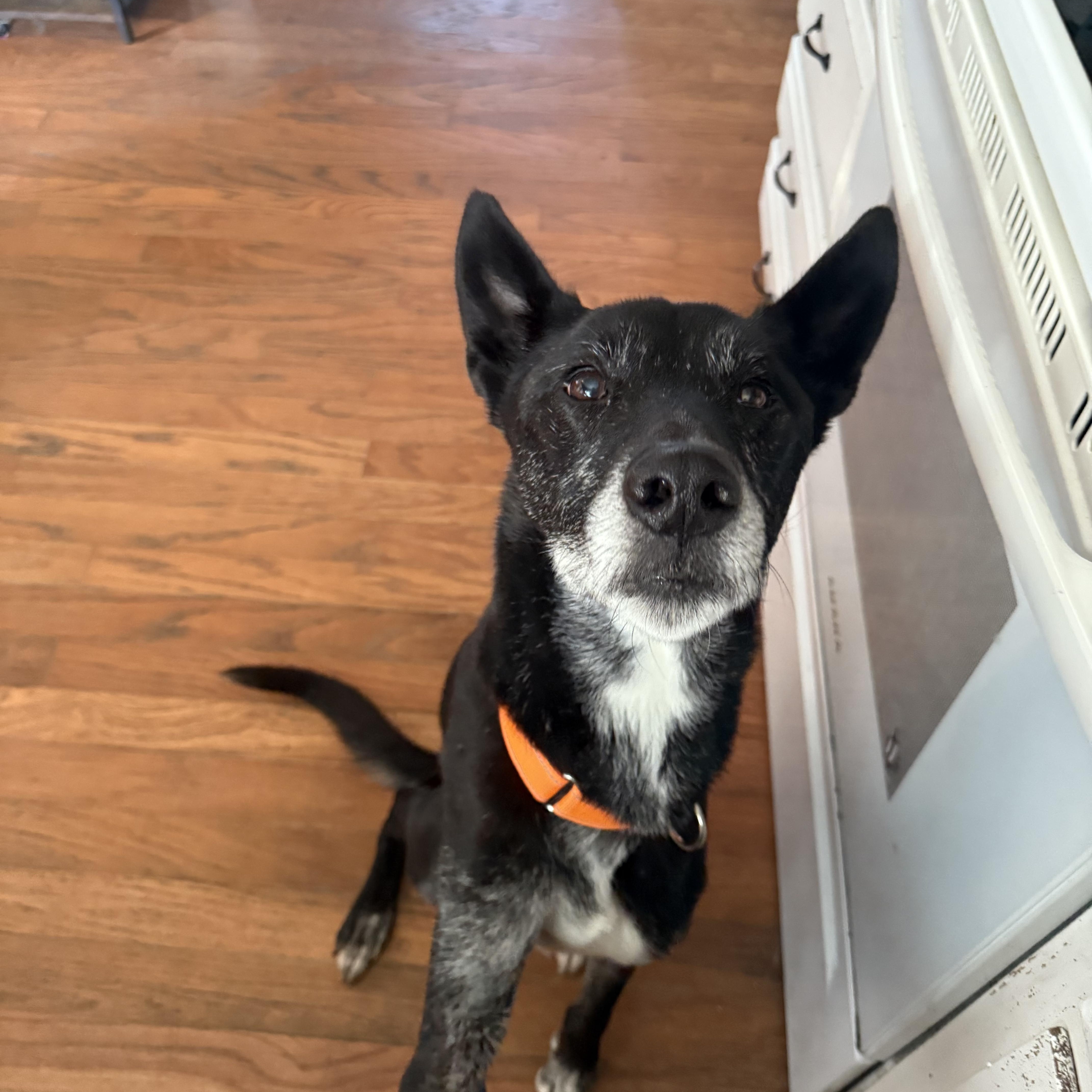 Enlarge Chase, a Adoptable mixed breed in Medford, NJ image 4/4