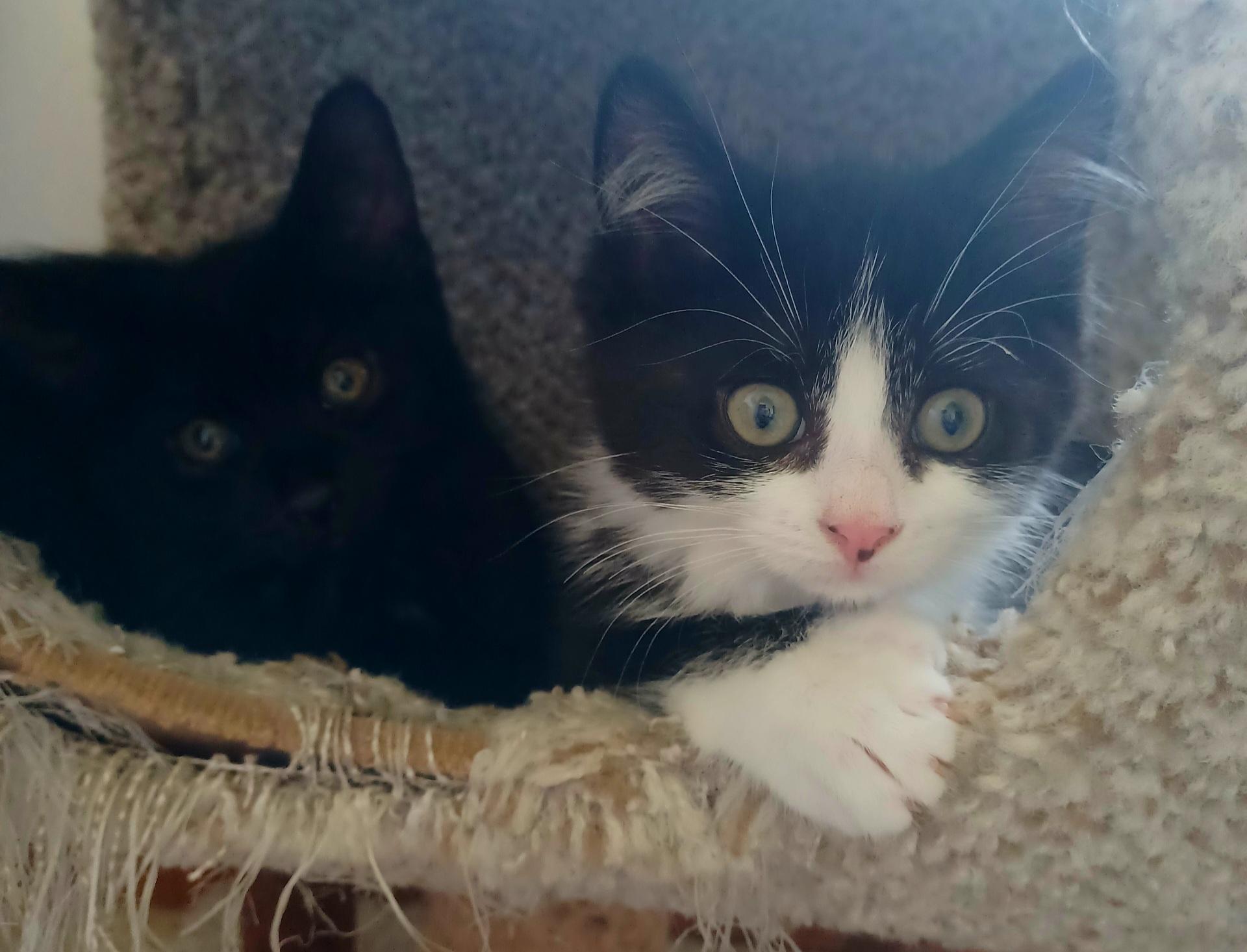 Enlarge Cocoa Puffs, a Adoptable Domestic Medium Hair in Swartz Creek, MI image 4/6