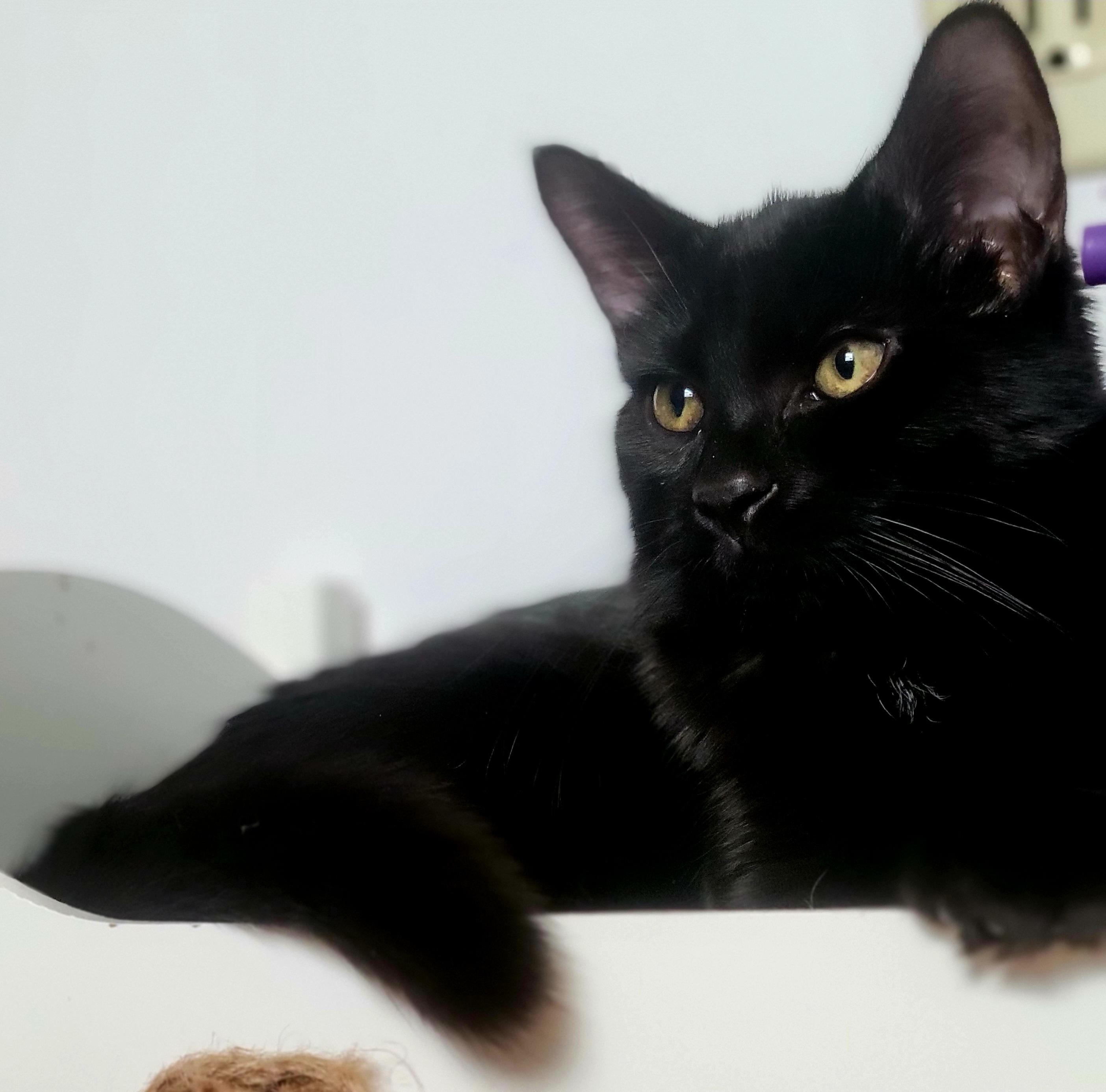 Enlarge Cocoa Puffs, a Adoptable Domestic Medium Hair in Swartz Creek, MI image 1/6