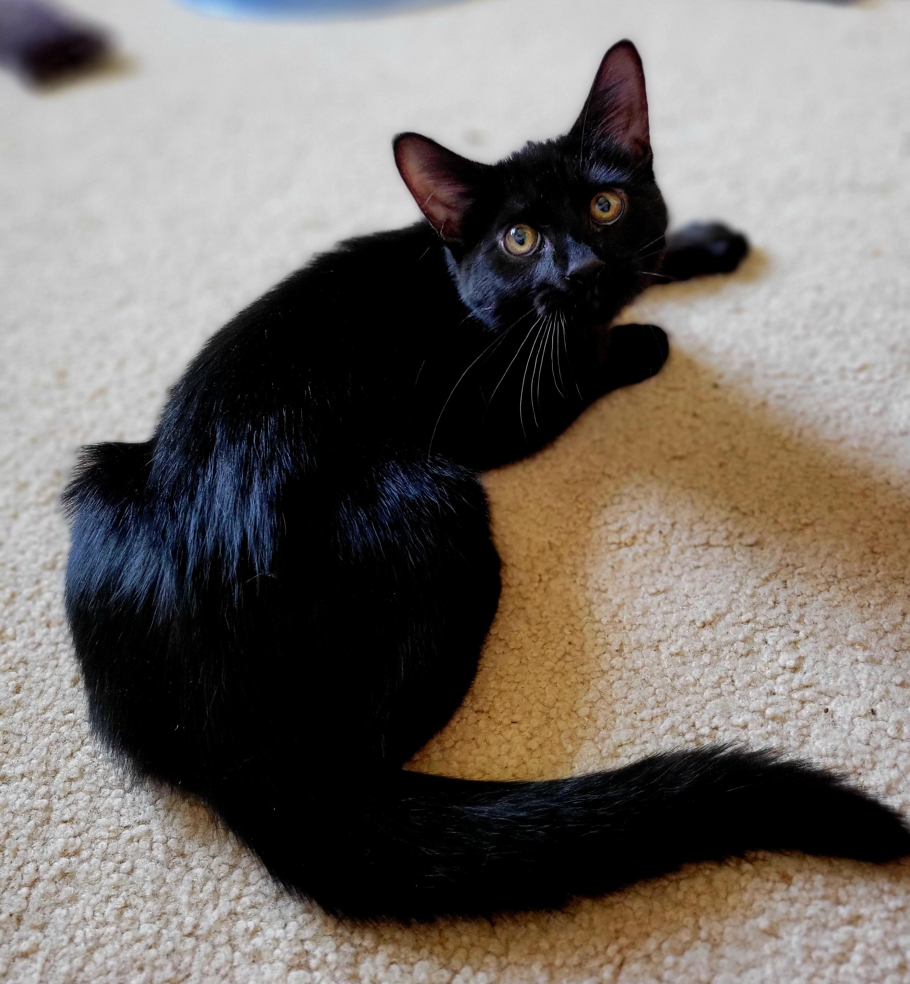 Enlarge Cocoa Puffs, a Adoptable Domestic Medium Hair in Swartz Creek, MI image 3/6