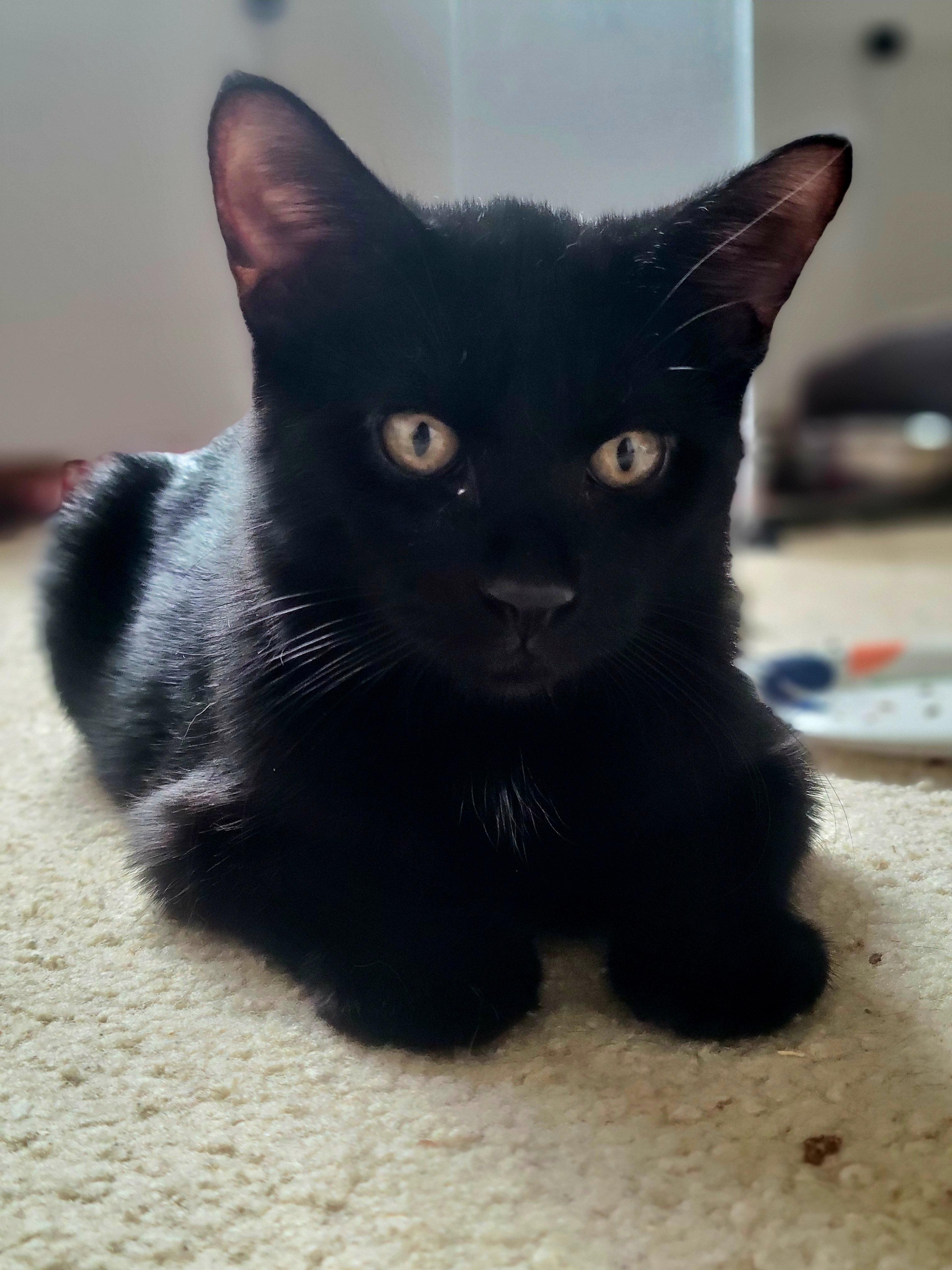Enlarge Cocoa Puffs, a Adoptable Domestic Medium Hair in Swartz Creek, MI image 5/6