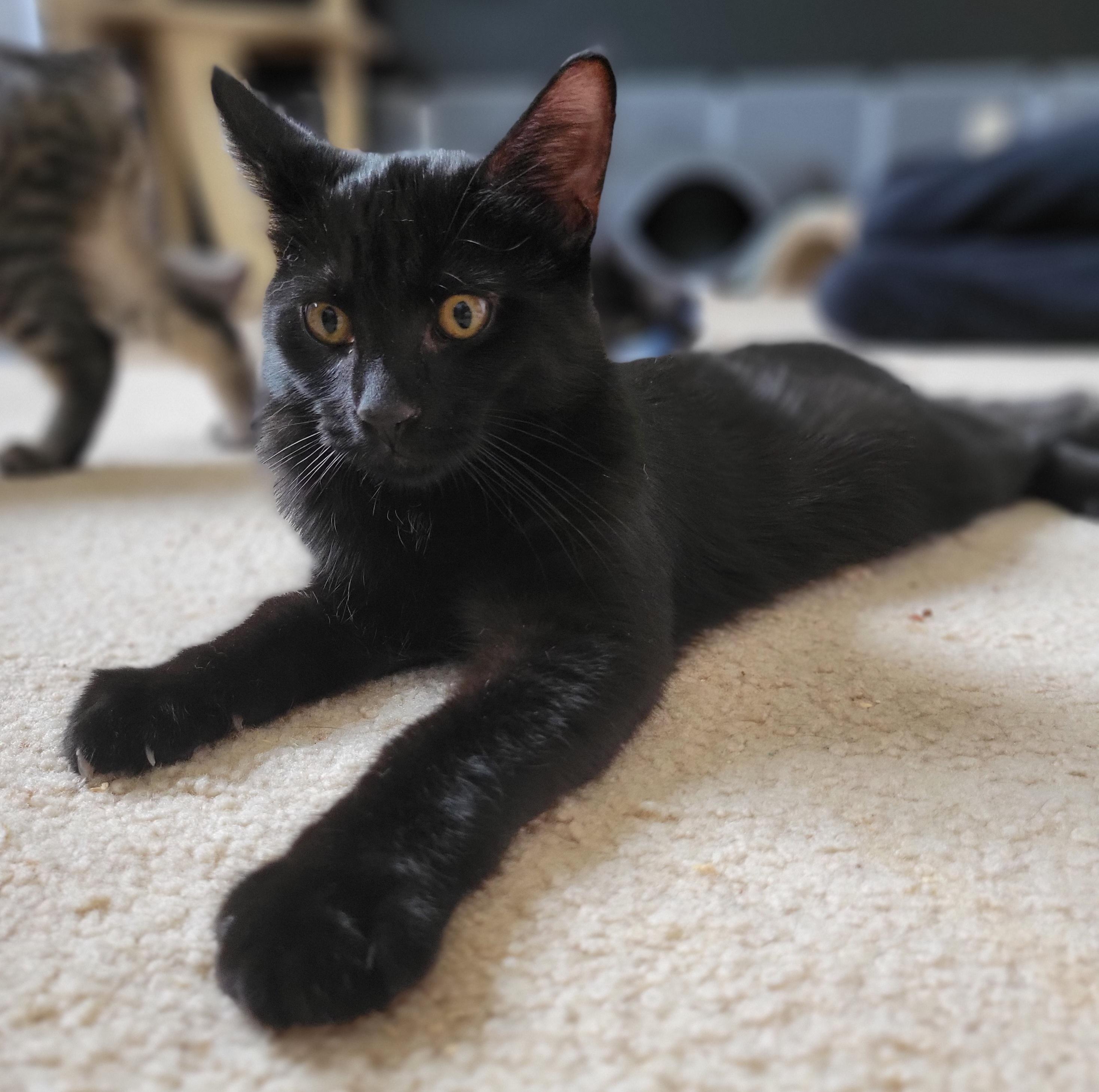 Enlarge Cocoa Puffs, a Adoptable Domestic Medium Hair in Swartz Creek, MI image 6/6