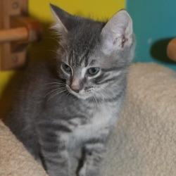 Enlarge Fang, a Adoptable Domestic Short Hair in St Joseph, MO image 1/4