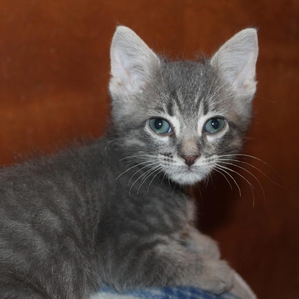 Enlarge Fang, a Adoptable Domestic Short Hair in St Joseph, MO image 2/4