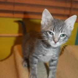 Enlarge Fang, a Adoptable Domestic Short Hair in St Joseph, MO image 3/4