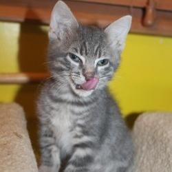 Enlarge Fang, a Adoptable Domestic Short Hair in St Joseph, MO image 4/4