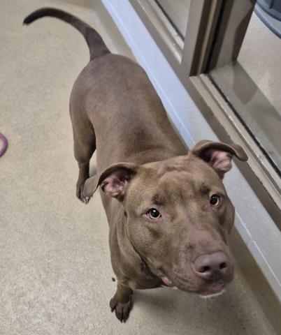 BROWN BETTY, Adoptable, Adult Female Pit Bull Terrier.