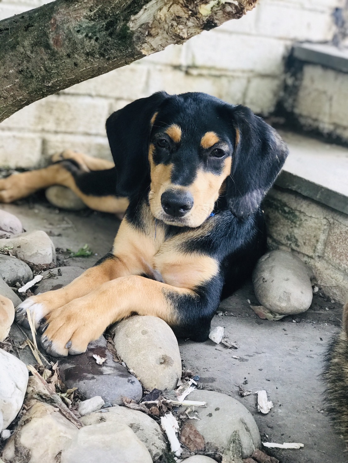 Enlarge Potato, a Adopted mixed breed in Potomac, MD image 3/6