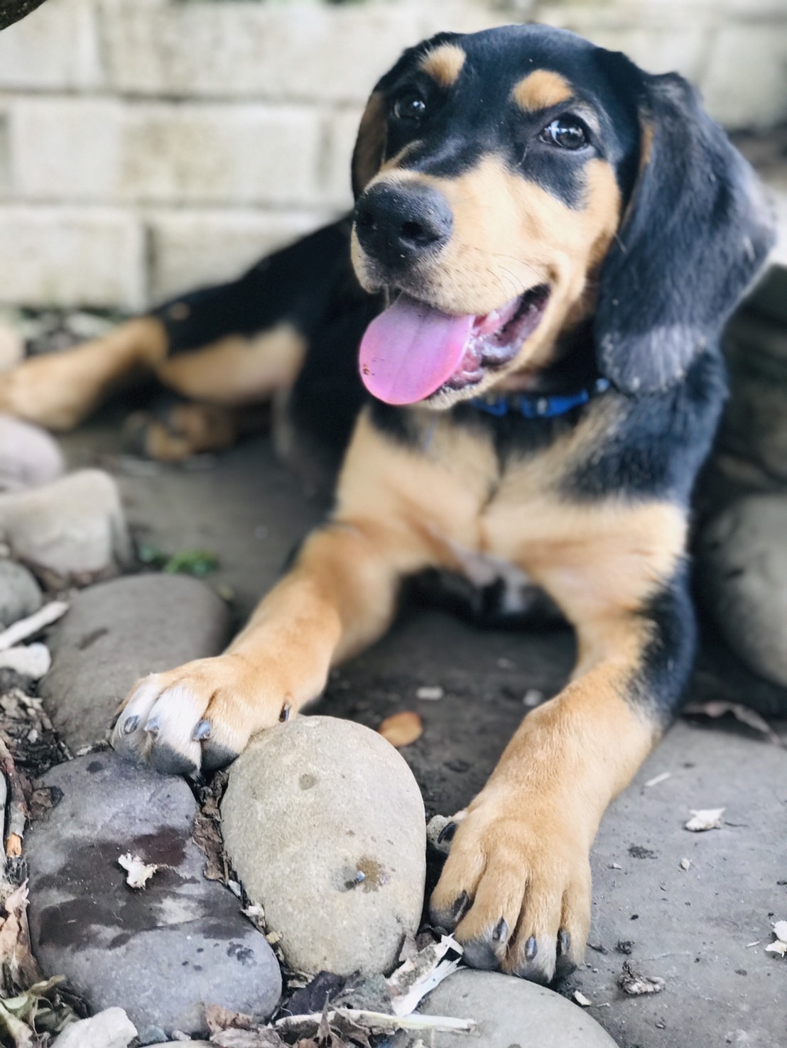 Enlarge Potato, a Adopted mixed breed in Potomac, MD image 5/6