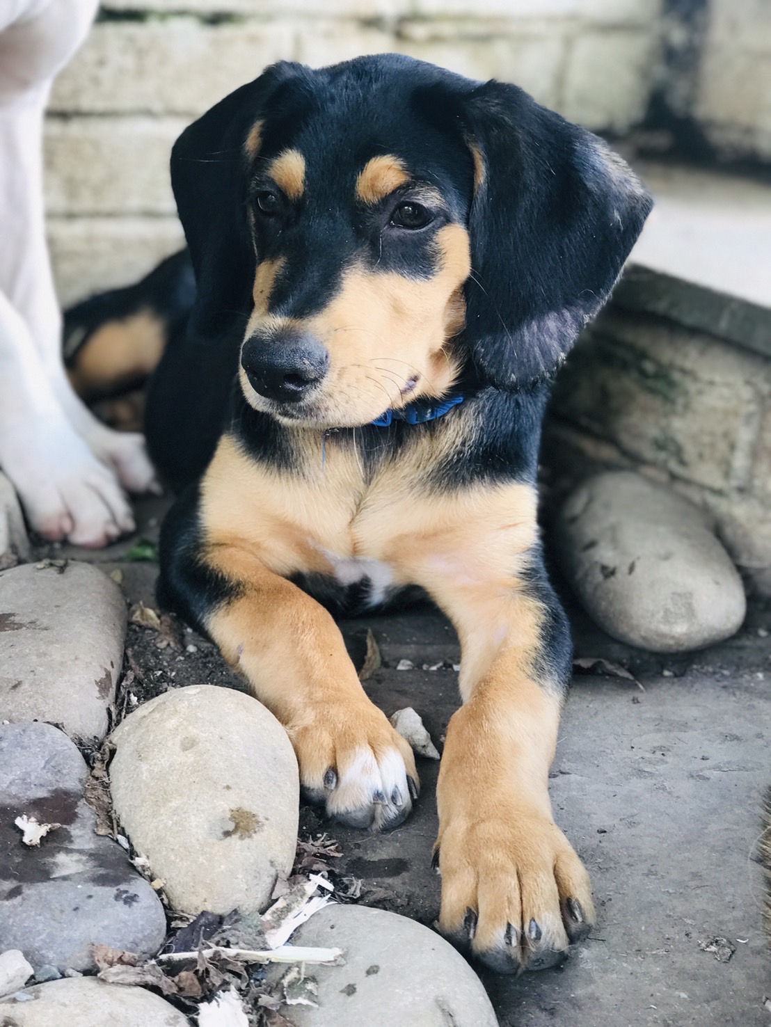 Enlarge Potato, a Adopted mixed breed in Potomac, MD image 4/6