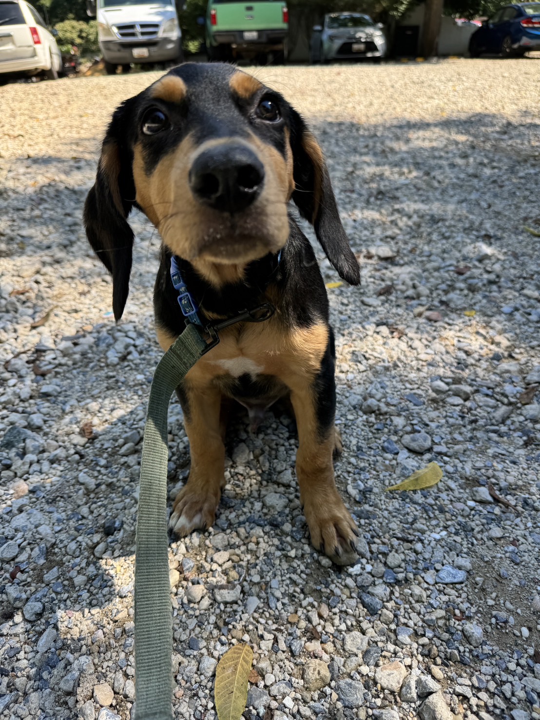 Potato, Adopted, Puppy Male German Shepherd Dog & Labrador Retriever.