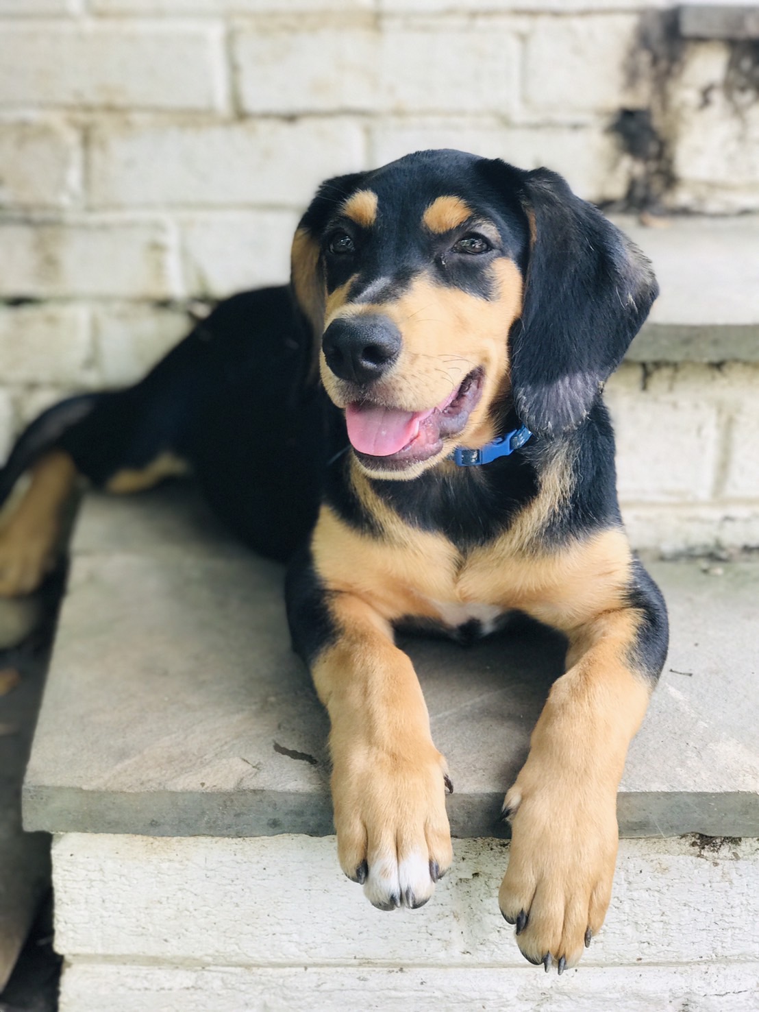 Enlarge Potato, a Adopted mixed breed in Potomac, MD image 2/6