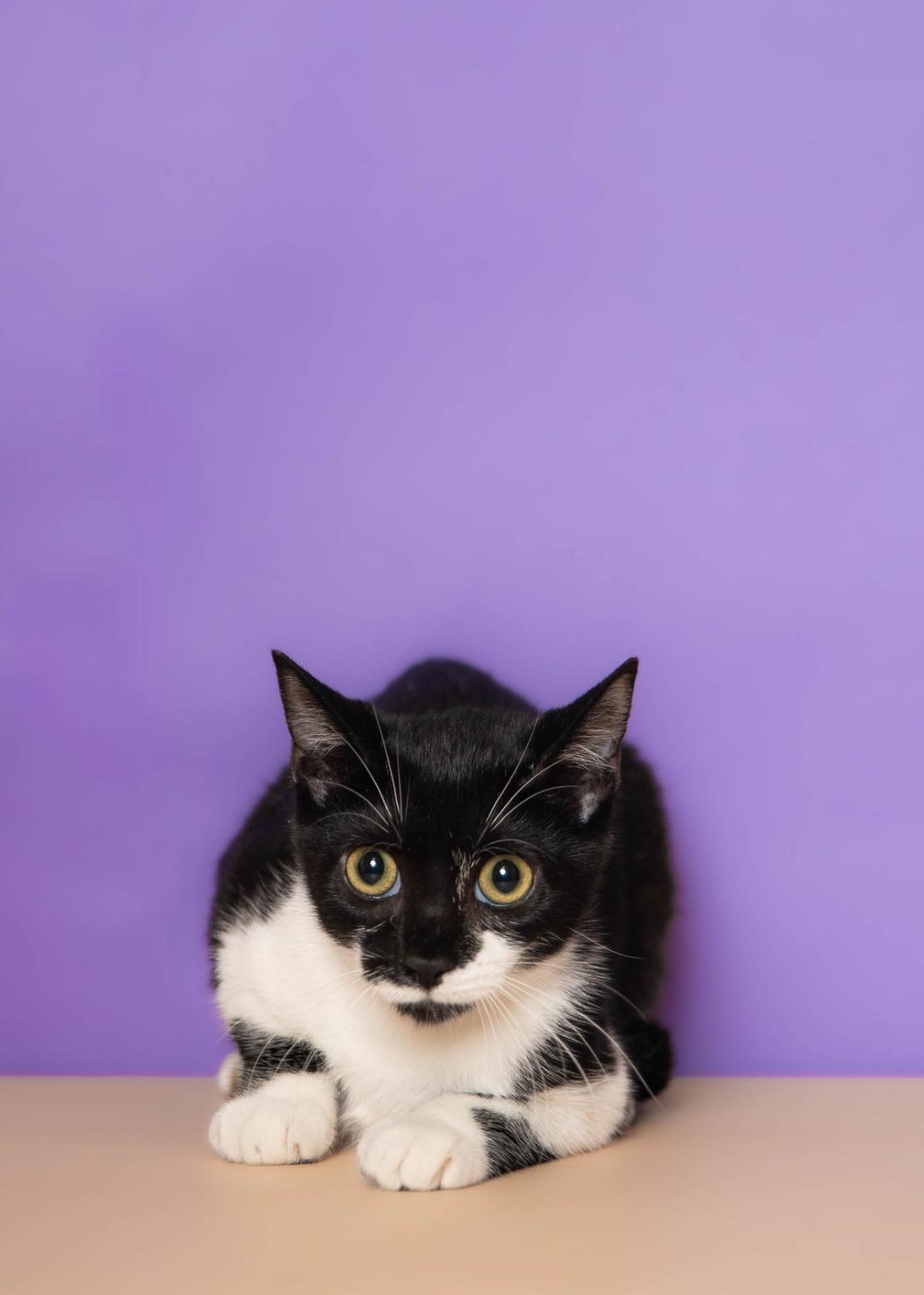 Gretel, a Adoptable Tuxedo in Melbourne , FL image 1/2