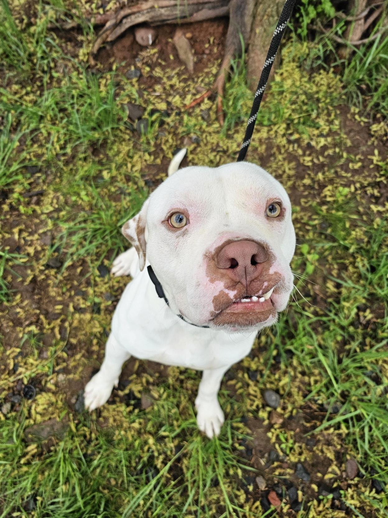 Ice Blanco, Adult Male Pit Bull Terrier