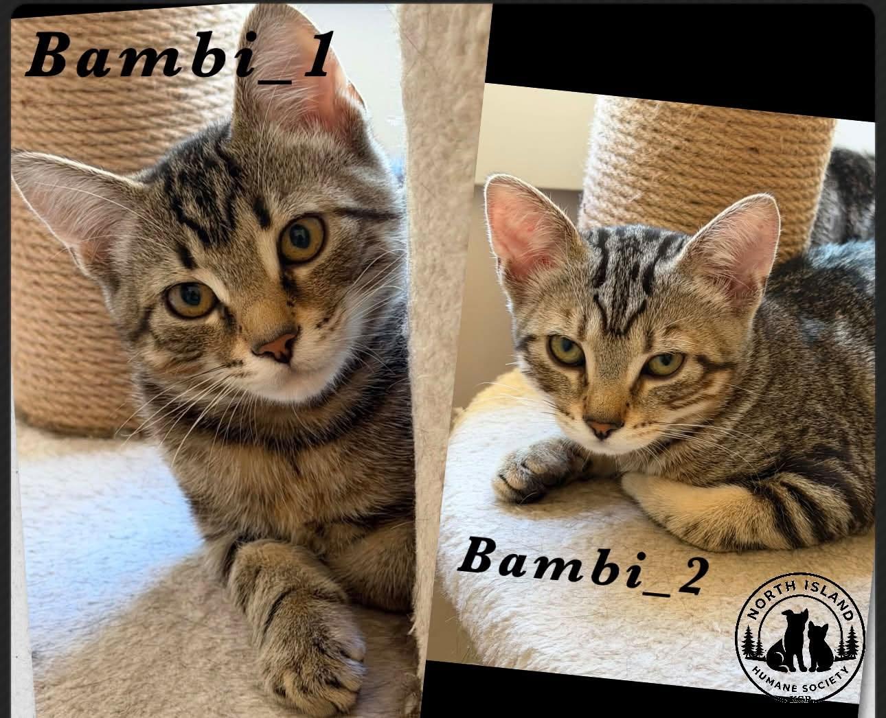 Enlarge Bambi 1 & Bambi 2, a ADOPTABLE Domestic Short Hair in Courtenay, BC image 1/1