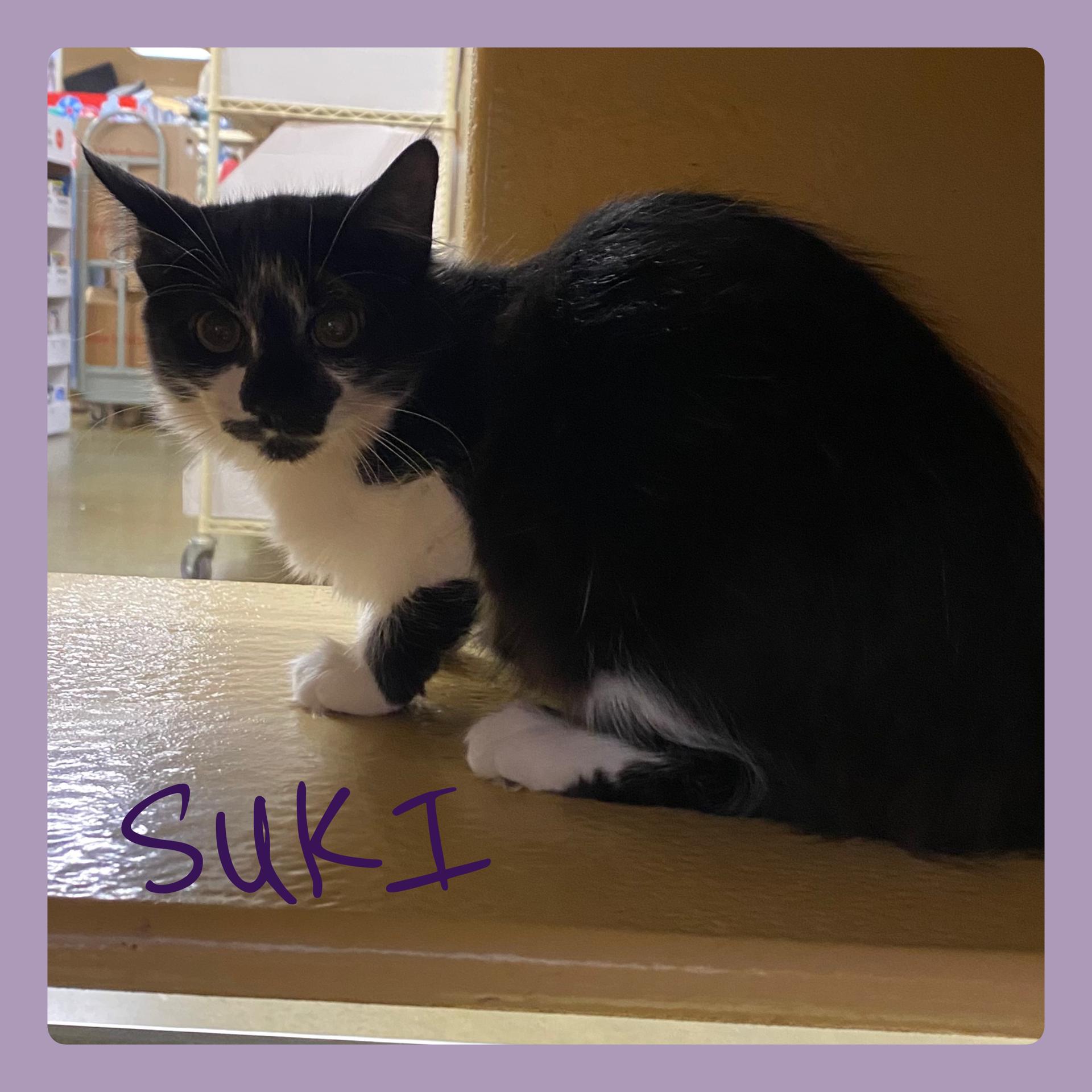 SUKI, Adoptable, Kitten Female Tabby.