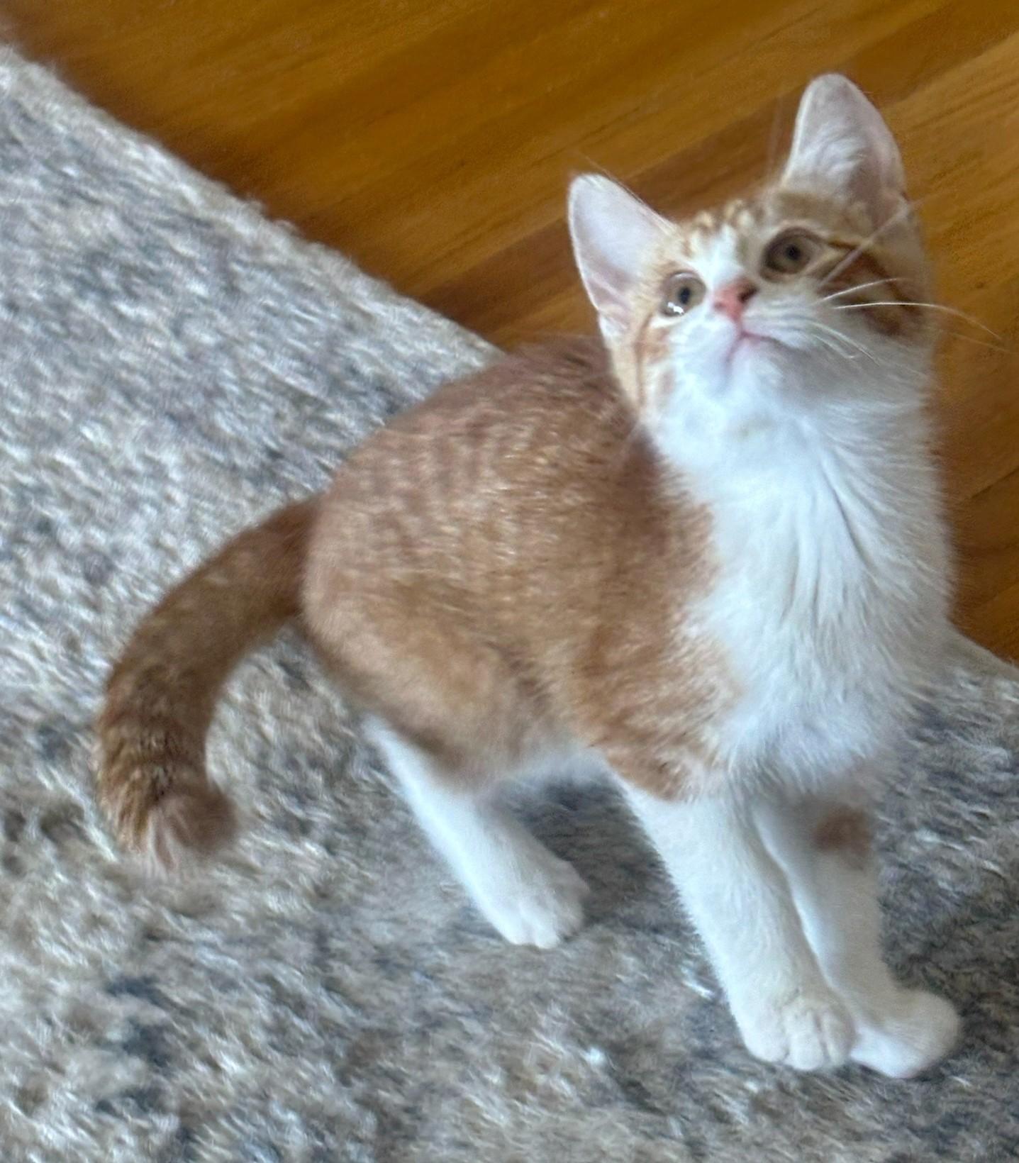 Enlarge Rory, a Adopted Tabby in Stoney Creek, ON image 2/3