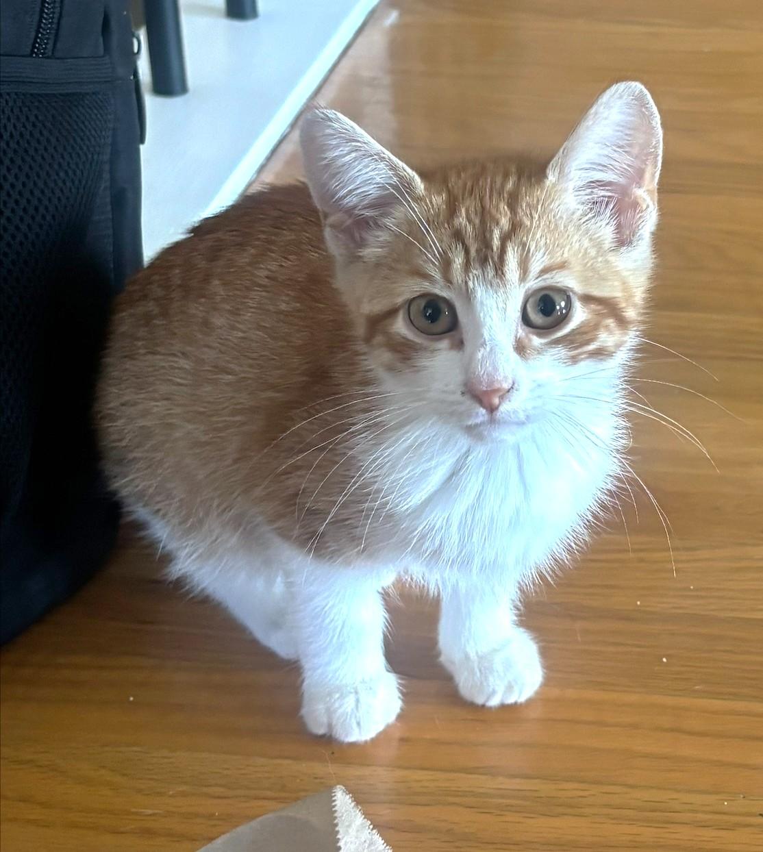Enlarge Rory, a Adopted Tabby in Stoney Creek, ON image 3/3