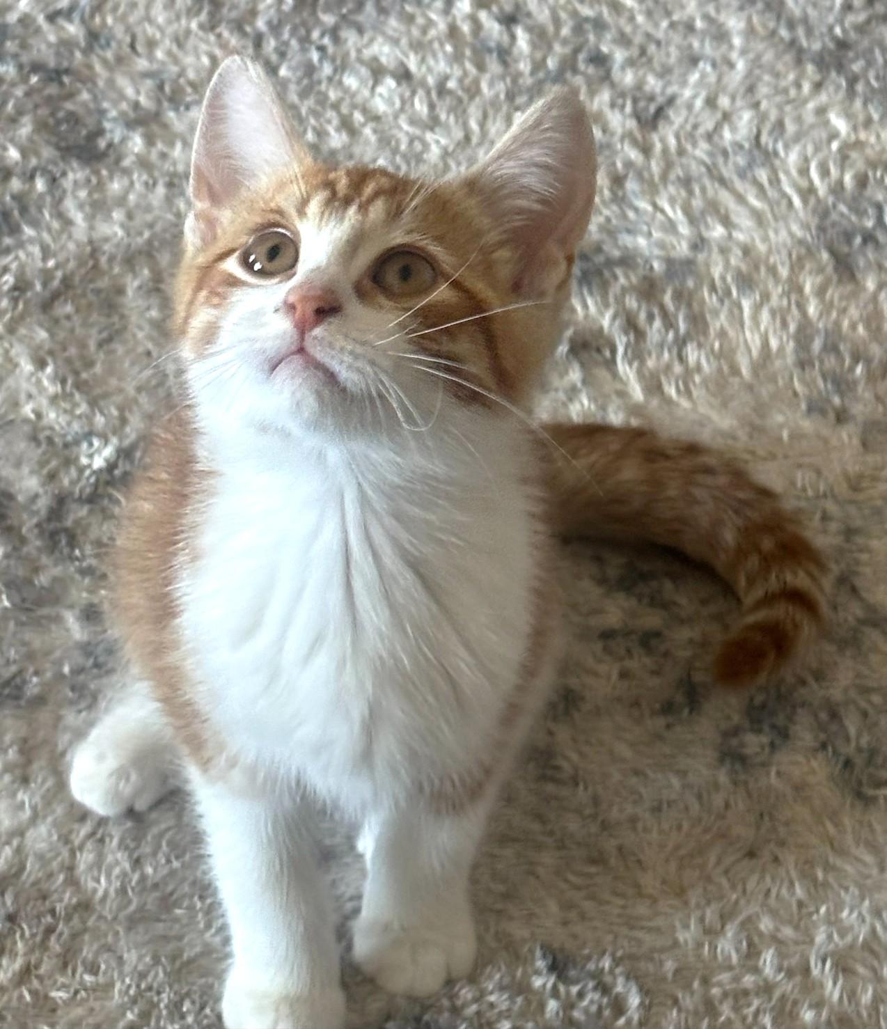 Rory, Adopted, Kitten Male Tabby.