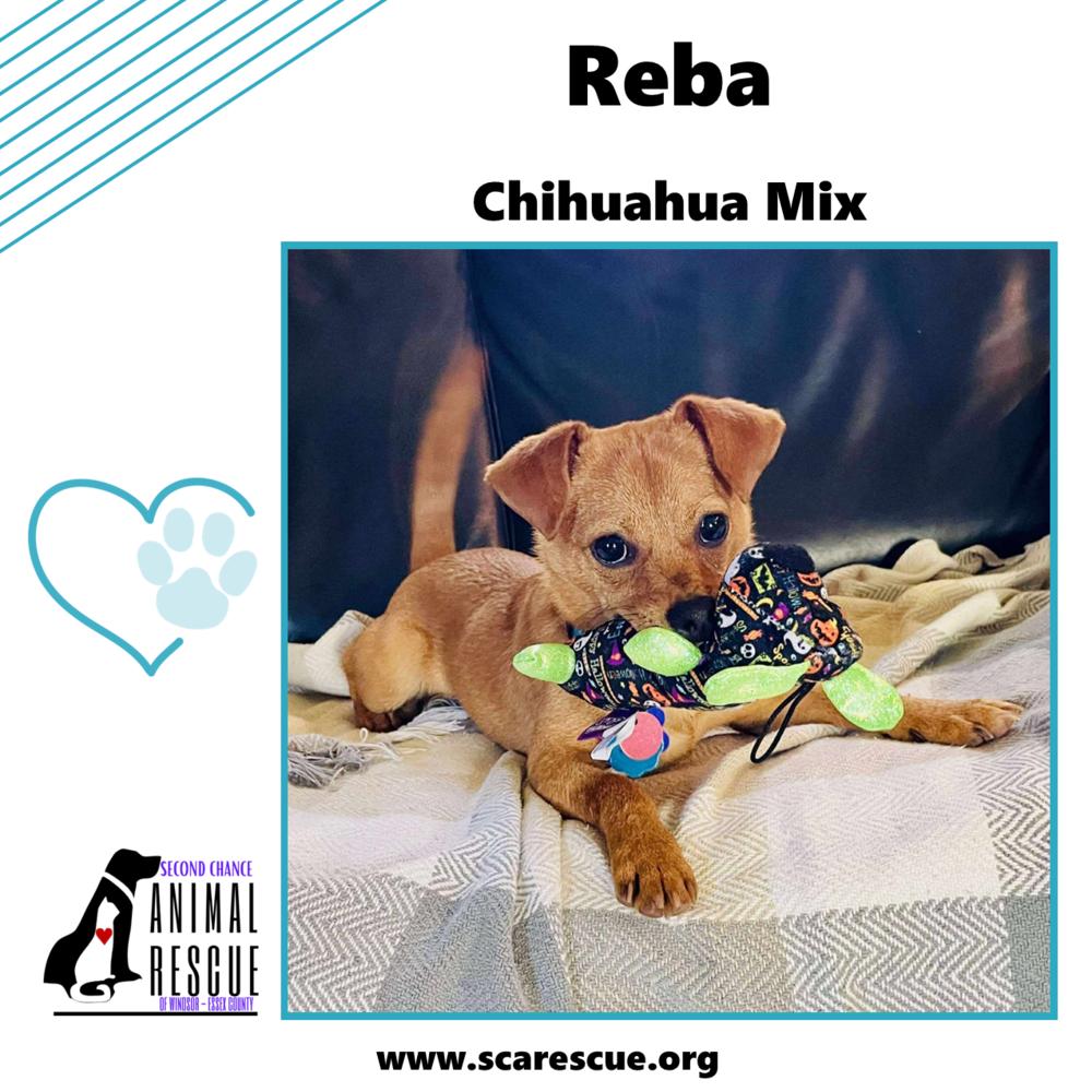 Reba, a Adoptable mixed breed in Windsor, ON image 1/6