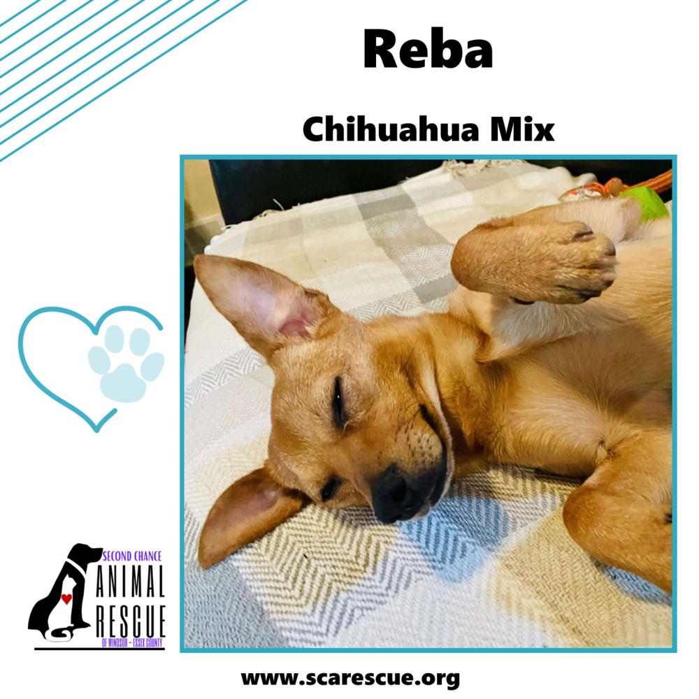 Reba, a Adoptable mixed breed in Windsor, ON image 2/6