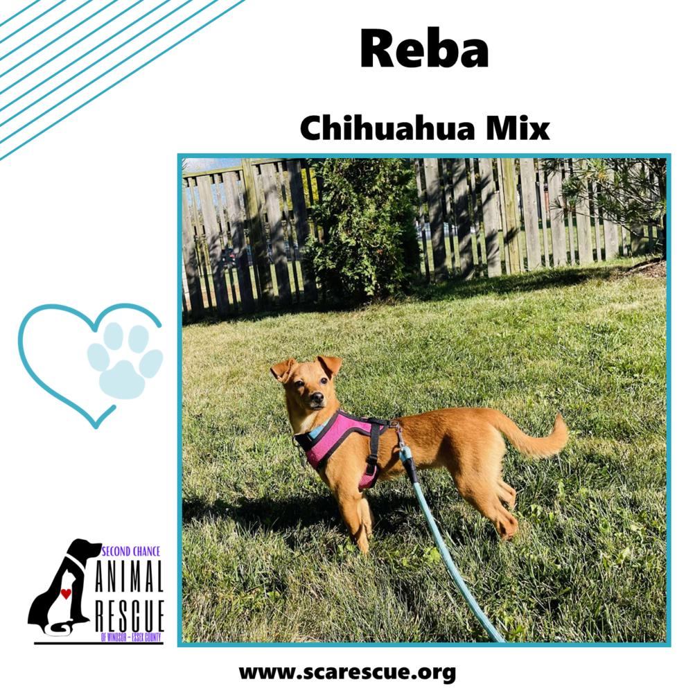 Reba, a Adoptable mixed breed in Windsor, ON image 3/6