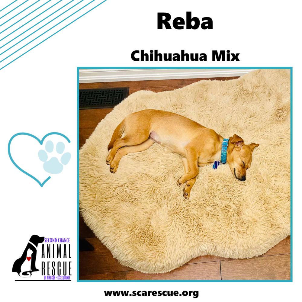 Reba, a Adoptable mixed breed in Windsor, ON image 4/6