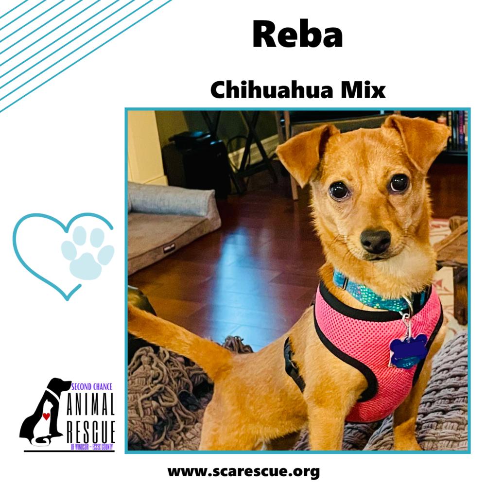 Reba, a Adoptable mixed breed in Windsor, ON image 5/6